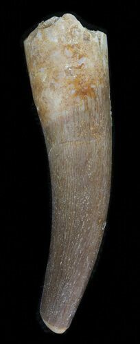 Fossil Plesiosaur Tooth - Morocco #39814